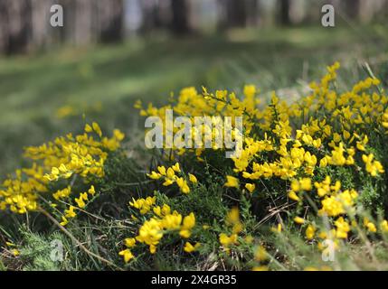 Gelbe Wildblume, Färbergras (Genista tinctoria) Stockfoto