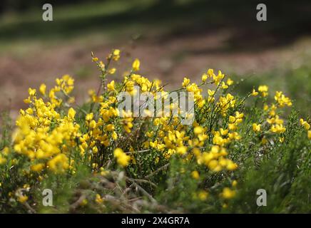 Gelbe Wildblume, Färbergras (Genista tinctoria) Stockfoto