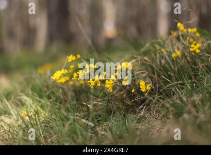 Gelbe Wildblume, Färbergras (Genista tinctoria) Stockfoto