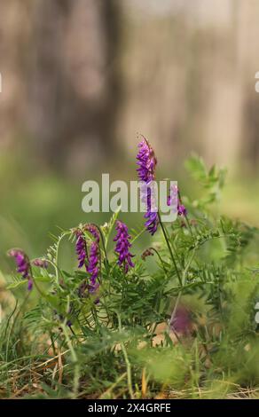 Feine Blätterwicke (Vicia tenuifolia) Stockfoto