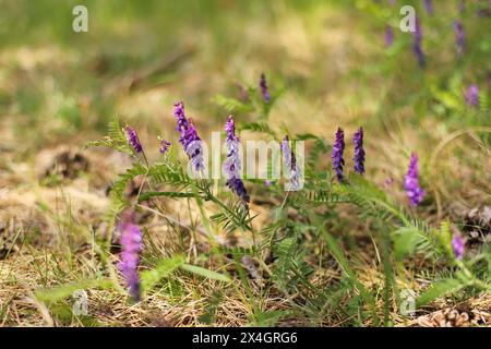 Feine Blätterwicke (Vicia tenuifolia) Stockfoto