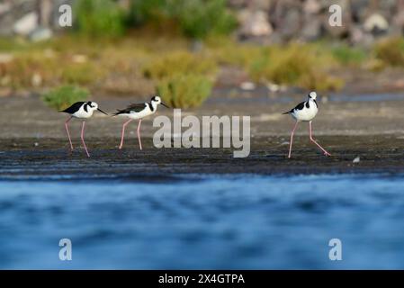 Südlicher Stelzen, Himantopus melanurus im Flug, Provinz La Pampa, Patagonien, Argentinien Stockfoto