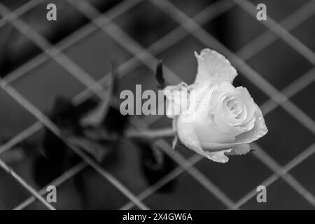 Die Eltern der Kinder, die vor genau einem Jahr bei einer Schießerei in OS Vladislav Ribnikar in Belgrad starben, kamen heute Morgen vor der Schule an. Dort legten sie Blumen und zündeten Kerzen an, um an die ermordeten Kinder und die Schulwache zu erinnern. Um 8:41 Uhr hörten vor der Schule Sirenen. Gleichzeitig stoppten die Medien in Serbien das Programm und legten eine Schweigeminute zu Ehren der Toten ein. Die Eltern gingen dann in den Tasmajdanski Park, wo die Kinder aufwuchsen und spielten. Dort wurde eine Videowände installiert, die Fotos von den Opfern in Belgrad, Sebi, zeigten Stockfoto