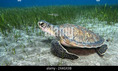 Los Cristianos, Teneriffa. Juni 2023. Eine grüne Meeresschildkröte und Taucher auf dem Seegrasbett in Abades, Teneriffa. Stockfoto