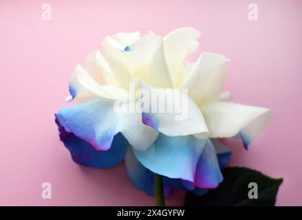 Schöne große weiße Rose mit blauen Kanten auf rosa Hintergrund. Draufsicht. Stockfoto