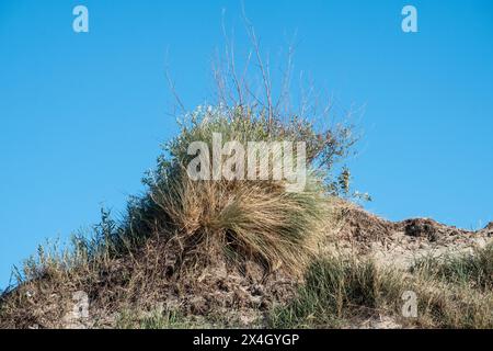 Eine Gruppe von widerstandsfähigen Dünengräsern krönt einen Sandhügel, der unter dem weitläufigen blauen Himmel blüht. Ihre grünen und gelben Farbtöne heben sich hervor und zeigen die Robustheit der Küstenvegetation. Der klare Himmel bietet eine ruhige Kulisse und unterstreicht die Einfachheit und Eleganz dieser natürlichen Landschaft. Hardy Dune Gräser blühten gegen einen klaren blauen Himmel. Hochwertige Fotos Stockfoto