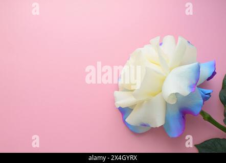 Schöne große weiße Rose mit blauen Kanten auf rosa Hintergrund. Draufsicht, Kopierraum Stockfoto