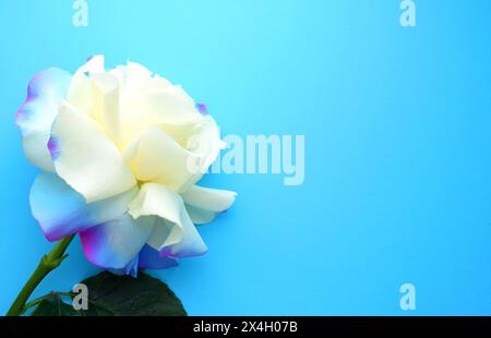 Schöne große weiße Rose mit blauen Kanten auf blauem Hintergrund. Draufsicht, Kopierraum Stockfoto