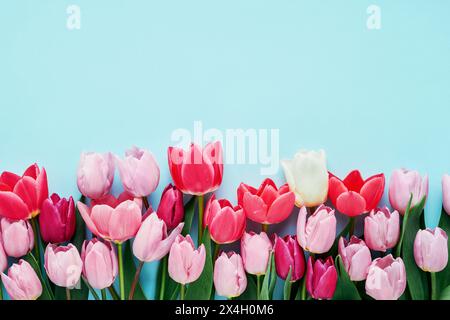 Bunte Tulpen in einer Reihe auf einem weichen pastellblauen Hintergrund angeordnet. Grußkarte mit Kopierraum Stockfoto