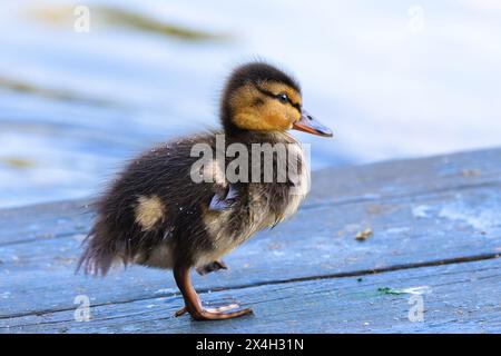 Entzückendes neugeborenes Stockentchen auf einem Deck in der Nähe des Ententeichs Stockfoto