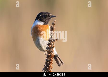 Farbenfroher männlicher gemeiner Steinechat über unscharfem Hintergrund (Saxicola torquatus) Stockfoto