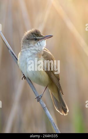 Männlicher großer Schilflauscher im orangefarbenen Sonnenuntergangslicht, Vogel in natürlichem Lebensraum (Acrocephalus arundinaceus) Stockfoto