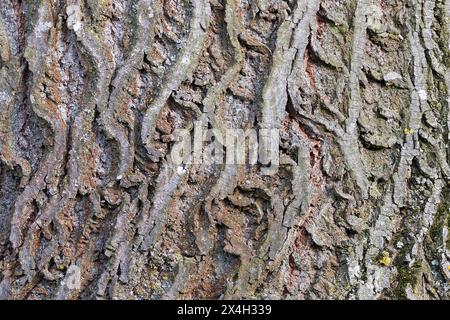 Interessantes natürliches Muster der linderrinde, echte Textur für Ihr Design Stockfoto