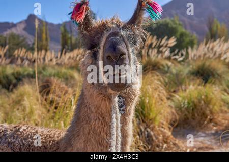 Nahaufnahme eines braunen Lama mit farbiger Wolle an den Ohren, auf einer Wanderung in Purmamarca, Argentinien. Stockfoto