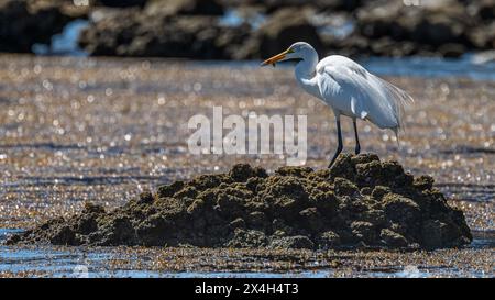 Ein erwachsener Großreiher (Ardea alba), der mit einem Fisch im Schnabel am Ufer von Baja California Sur, Mexiko, steht. Stockfoto
