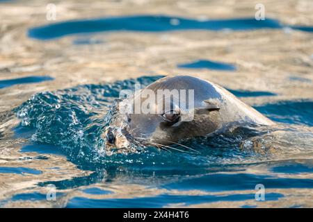 Ein kalifornischer Seelöwe (Zalophus californianus), der mit seiner Nase vor der Küste von Baja California Sur, Mexiko, eine Welle schießt. Stockfoto