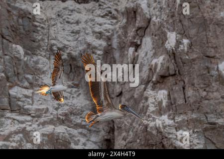 Ein Blaufüßler (Sula nebouxii) und ein Brauner Pelikan (Pelecanus occidentalis), der vor einer Klippe in Baja California Sur, Mexiko, fliegt. Stockfoto