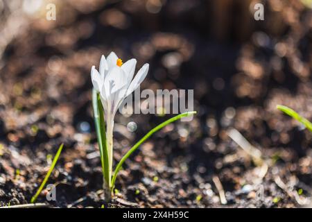 Weiße Krokusblüte wächst auf einer Wiese. Makrofoto mit selektivem Fokus an einem sonnigen Frühlingstag Stockfoto