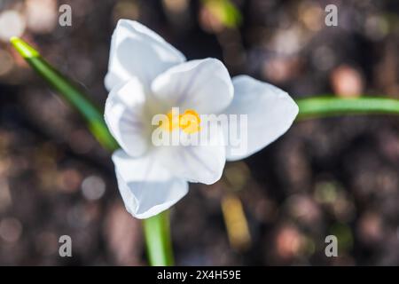 Weiße Krokusblume von oben. Natürliches Makrofoto mit selektivem Fokus an einem sonnigen Frühlingstag Stockfoto