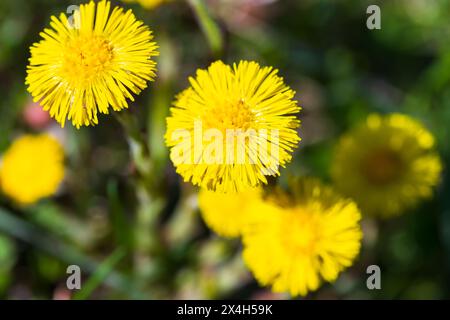 Gelbe Frühlingsblumen, natürliches Foto an einem sonnigen Tag. Tussilago farfarfara, allgemein bekannt als Coltsfoot Stockfoto