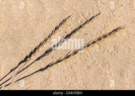 Trockene Ohren von Leymus arenarius liegen auf Sand an einem sonnigen Frühlingstag, natürlicher Hintergrund der Ostseeküste Stockfoto