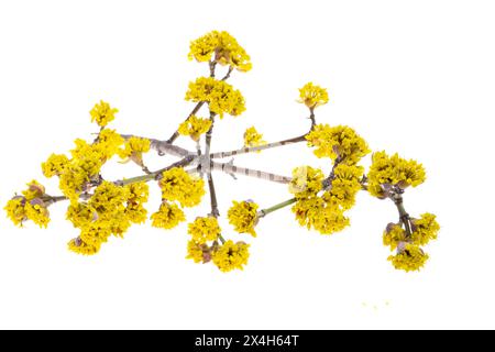 Blühender Hartholz isoliert auf weißem Hintergrund Stockfoto