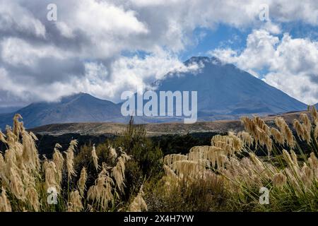 Der Berg Ngauruhoe, eingerahmt von Zehengras, Tongariro National Park, Manawatu-Whanganui Region, Nordinsel, Neuseeland Stockfoto