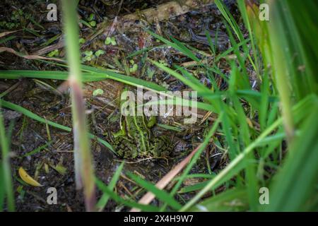 Ein Baumfrosch sitzt am Ufer eines Teiches Stockfoto