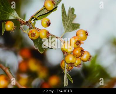 Die unreifen Früchte des Weißdorns oder können als Quickthorn, Thornapple, May-Tree, Whitethorn oder Mayflower bezeichnet werden. Aus der Familie der Rosaceae Stockfoto