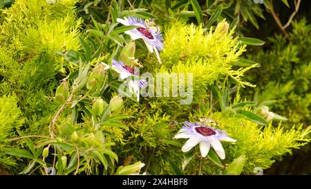 Violetter Passifloraceae-Baum mit grünen Blättern. Tropische Passionsblumen. Stockfoto