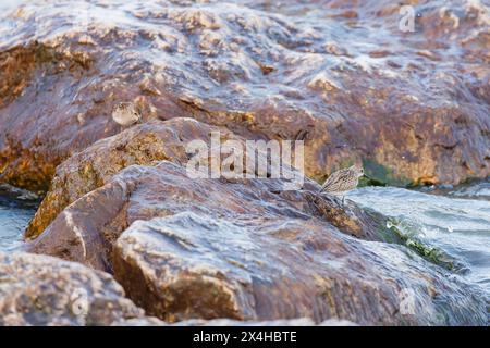 Die Ufervögel, die an der Küste und in flachen Gewässern auf der Suche nach Nahrung sind, Seen und Flüsse Stockfoto