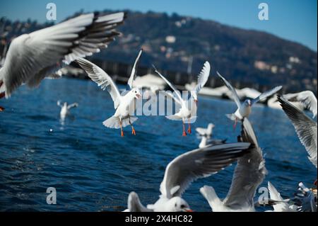 Vögel schwimmen und fliegen über dem Comer See. Italienische alpen Berge im Hintergrund. Lombardei. Italien. Tiermotiv. Tiere und Natur. Tier Stockfoto