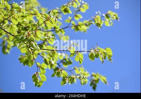 Blick auf das frische grüne Frühlingswachstum der Buche fagus sylvatica vor klarem blauem Himmel UK April Stockfoto