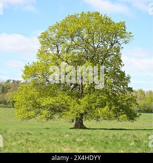 Frische Frühlingsblätter auf gemeiner englischen Eiche Quercus robur auf Grasfeld UK April Stockfoto