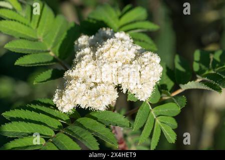 Sorbus aucuparia, rowan Weiße Frühlingsblumen Nahaufnahme selektiver Fokus Stockfoto