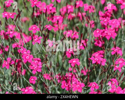 Geringe Schärfentiefe, nur wenige Blüten im Fokus. Hellrosa Gartennelkenblumen auf grüner Wiese. Abstrakter Frühlingshintergrund Stockfoto