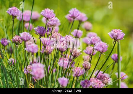 Kleine violette Schnittlauch Blumen wachsen im Garten auf einem Haufen Kräuter, Nahaufnahme Details Stockfoto
