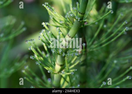Equisetum Fluviatile, Wasser Schachtelhalm Federstamm Nahaufnahme selektiver Fokus Stockfoto