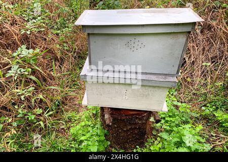 Traditionelle Holzbienenstöcke im Wald. Stockfoto