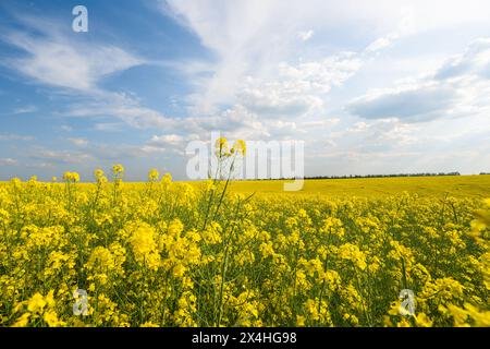 Feld mit blühendem Rapssamen an einem sonnigen Tag Stockfoto