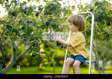 Süßer kleiner Junge, der am Sommertag Pflaumen in Pflaumenbaumplantagen erntet. Kind pflückt Obst im Garten. Frisches, gesundes Essen für Kinder. Familienmutter Stockfoto