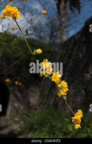 Ein Haufen gelber Junggesellen-Knöpfe (Kerria japonica pleniflora), die im Frühling blühen (vertikal) Stockfoto