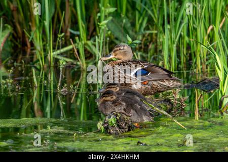 Stockenten/Wildenten (Anas platyrhynchos), die im Frühjahr mit zwei Enten in Sumpfgebieten ruhen Stockfoto