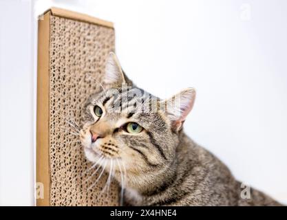 Eine tabby Kurzhaarkatze, die ihr Gesicht gegen ein Katzenkratzerkratzer-Vergrößerungsspielzeug reibt Stockfoto