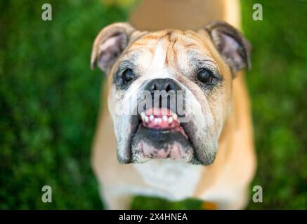 Eine reinrassige englische Bulldogge mit Unterbiss und krummen Zähnen Stockfoto