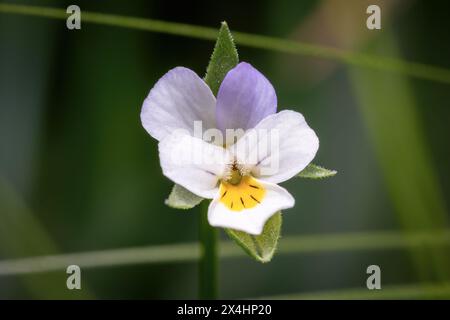 Nahaufnahme einer Blüte eines europäischen Feldes-Stiefmütterchens (Viola arvensis). Raleigh, North Carolina. Stockfoto