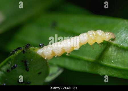 Kleine Schwarze Ameisen oder nachfolgende Ameisen (Monomorium Minimum), die von der Entstehung einer Leaffolder-Mottenlarve (Gattung Desmia) profitieren. Raleigh, NC. Stockfoto