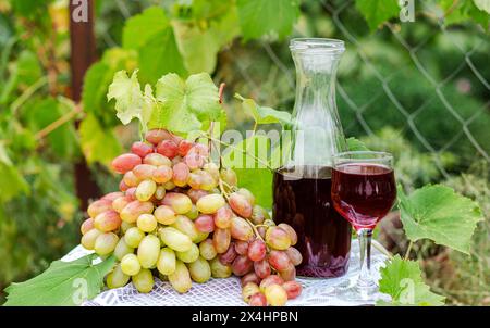 Trauben auf Rebe mit Karaffe und Glas Rotwein, im Freien in der Nähe des Weinbergs, Kopierraum Stockfoto