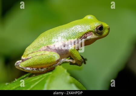 Ein juveniler Eichhörnchen-Treefrog (Hyla squirella) am Rand eines Blattes. Raleigh, North Carolina. Stockfoto