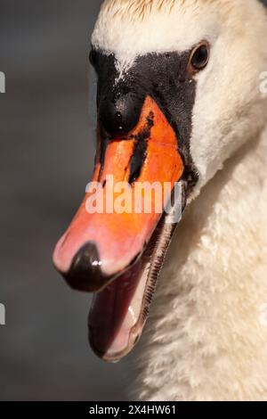 Porträt eines weißen Schwans an einem sonnigen Tag, natürliche Umgebung Stockfoto